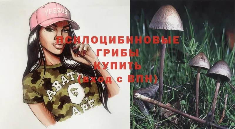 Псилоцибиновые грибы Psilocybe  Ак-Довурак 